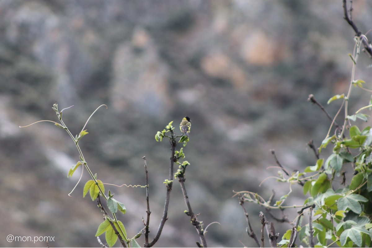 hettesisik - ML646494204