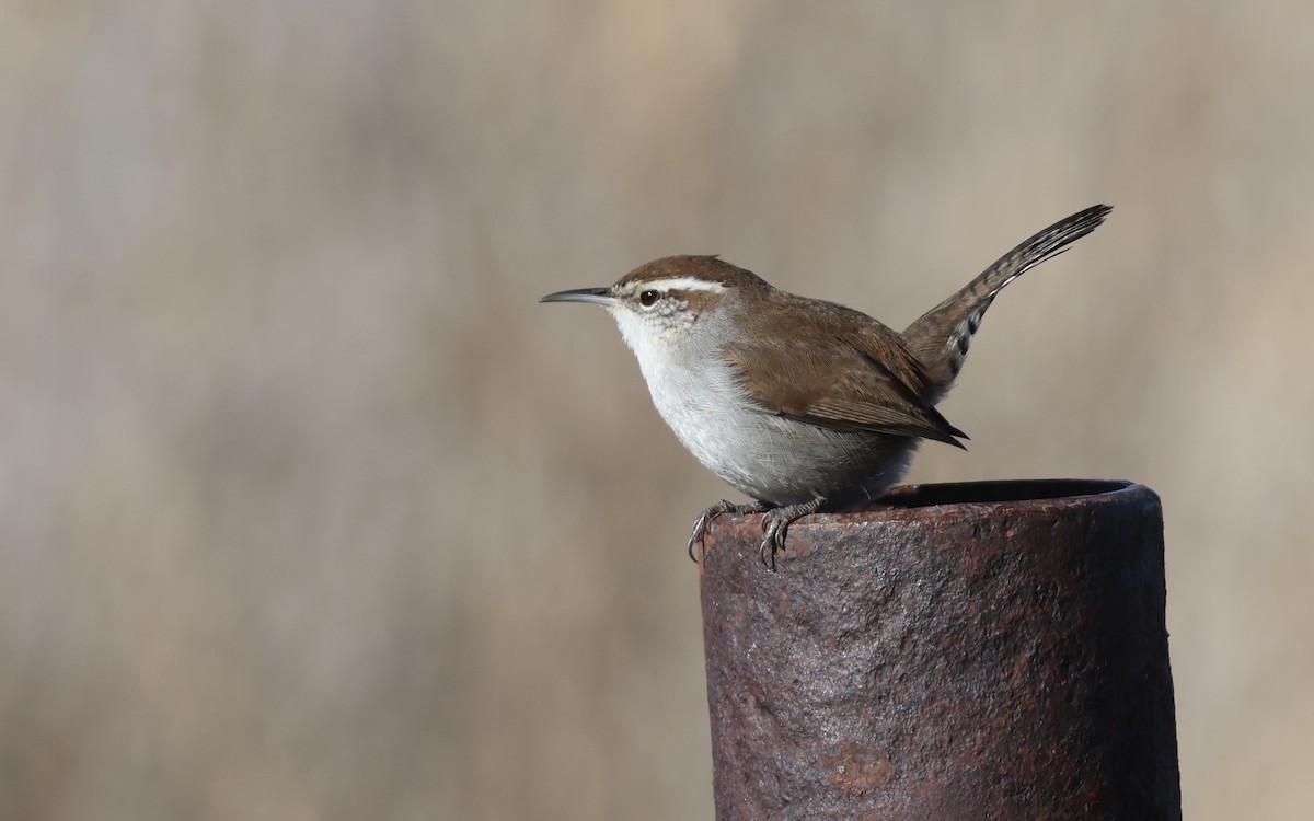 Підбуреник - ML646494206