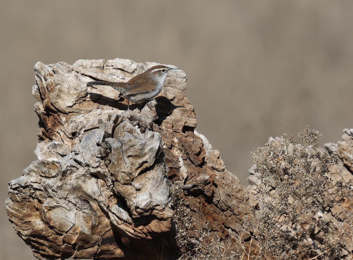 Підбуреник - ML646494207