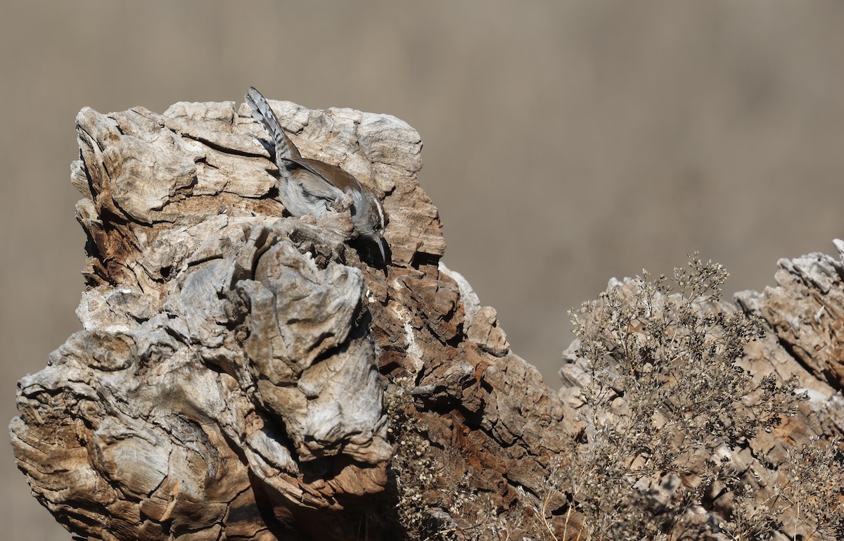 Підбуреник - ML646494208