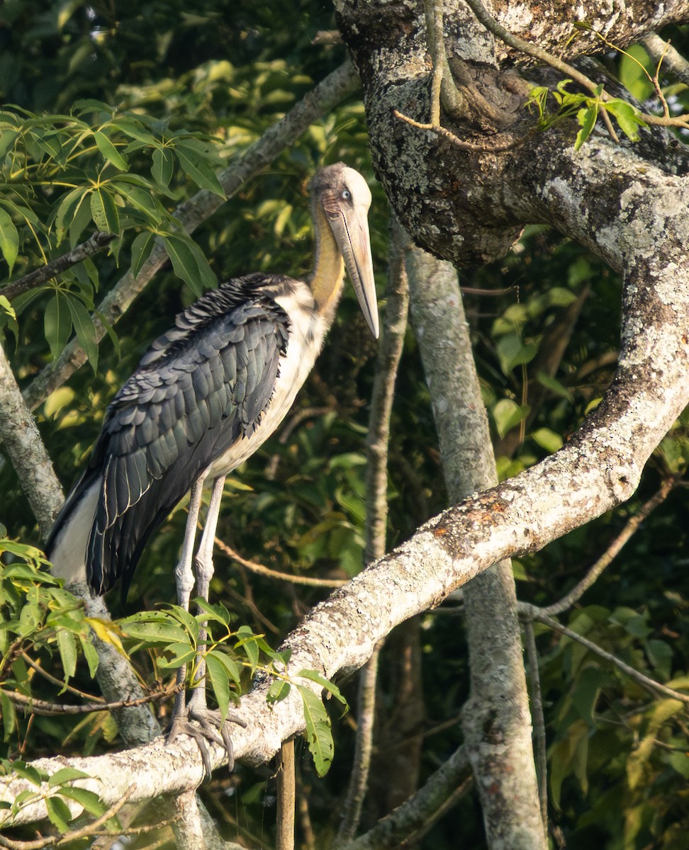 Lesser Adjutant - ML646494209