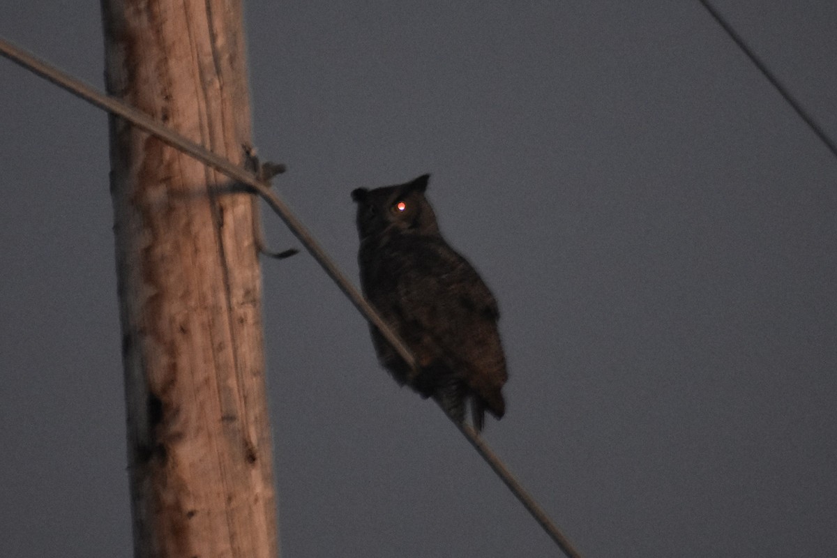 Great Horned Owl - ML646494210