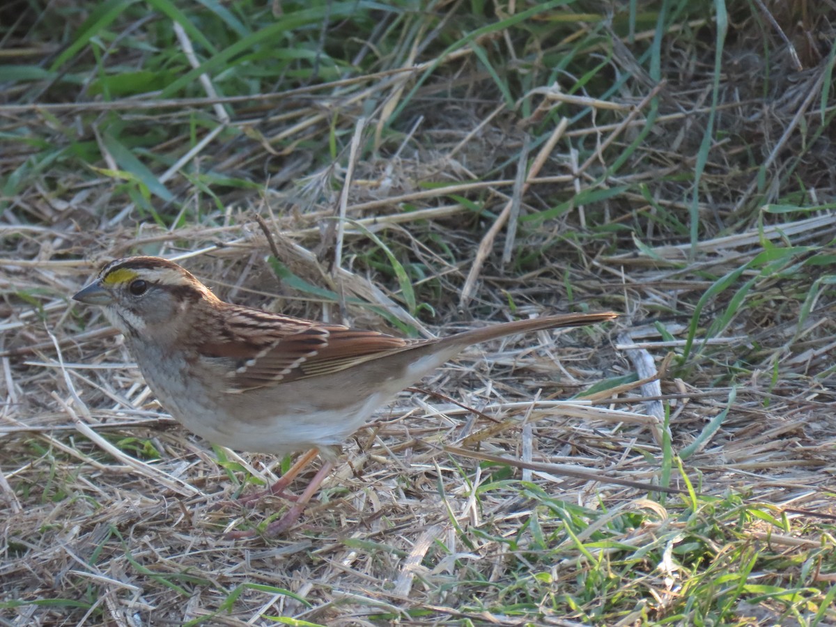 White-throated Sparrow - ML646494211