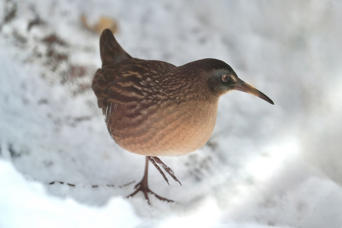 Virginia Rail - ML646494214