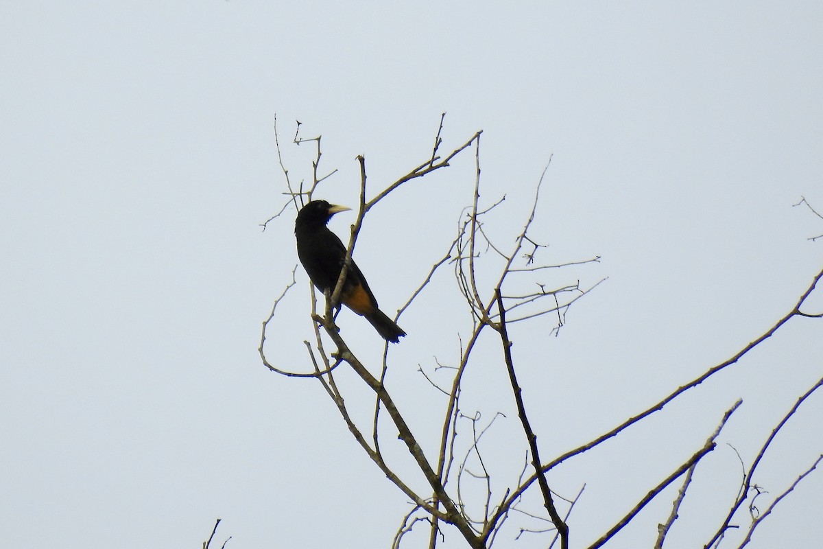 Yellow-rumped Cacique - ML646494215