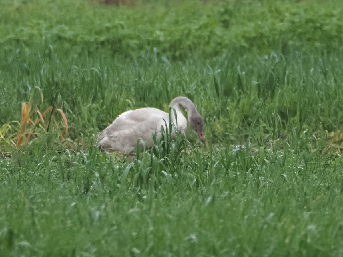Tundra Swan - ML646494216