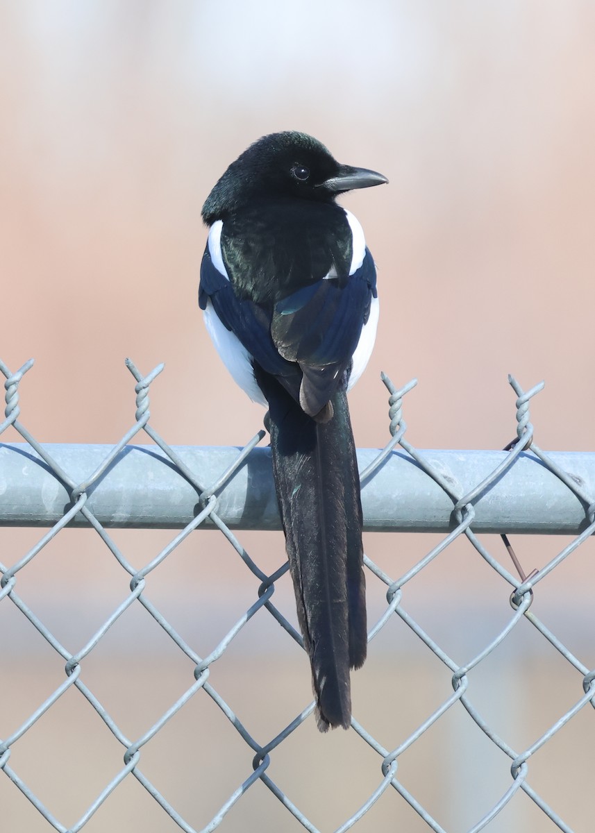 straka americká - ML646494218