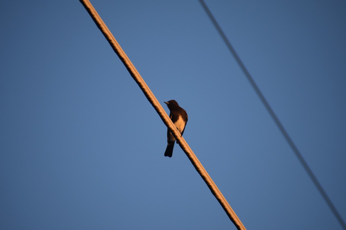 Black Phoebe - ML646494219