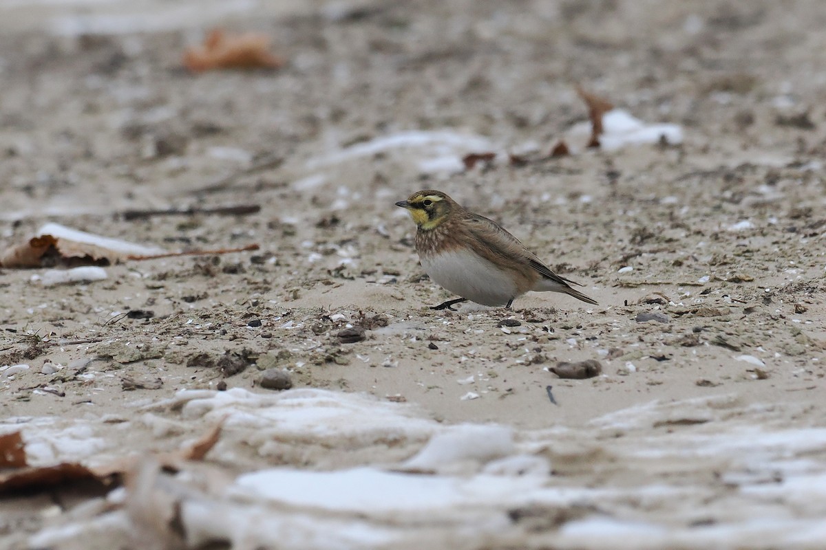 Horned Lark - ML646494220