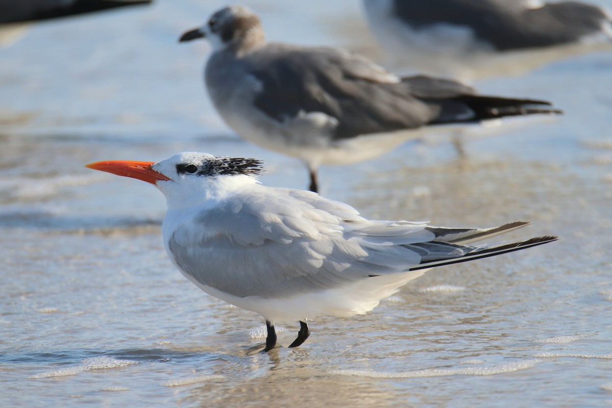 Royal Tern - ML646494221