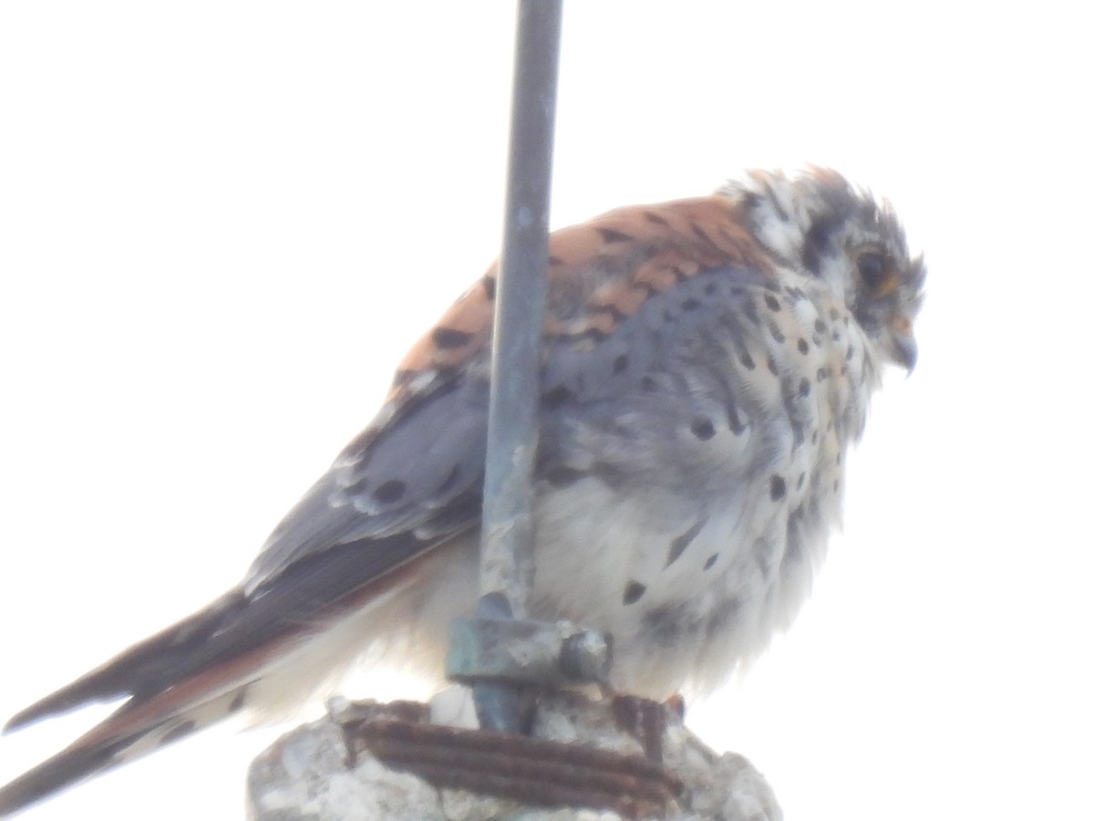 American Kestrel - ML646494223
