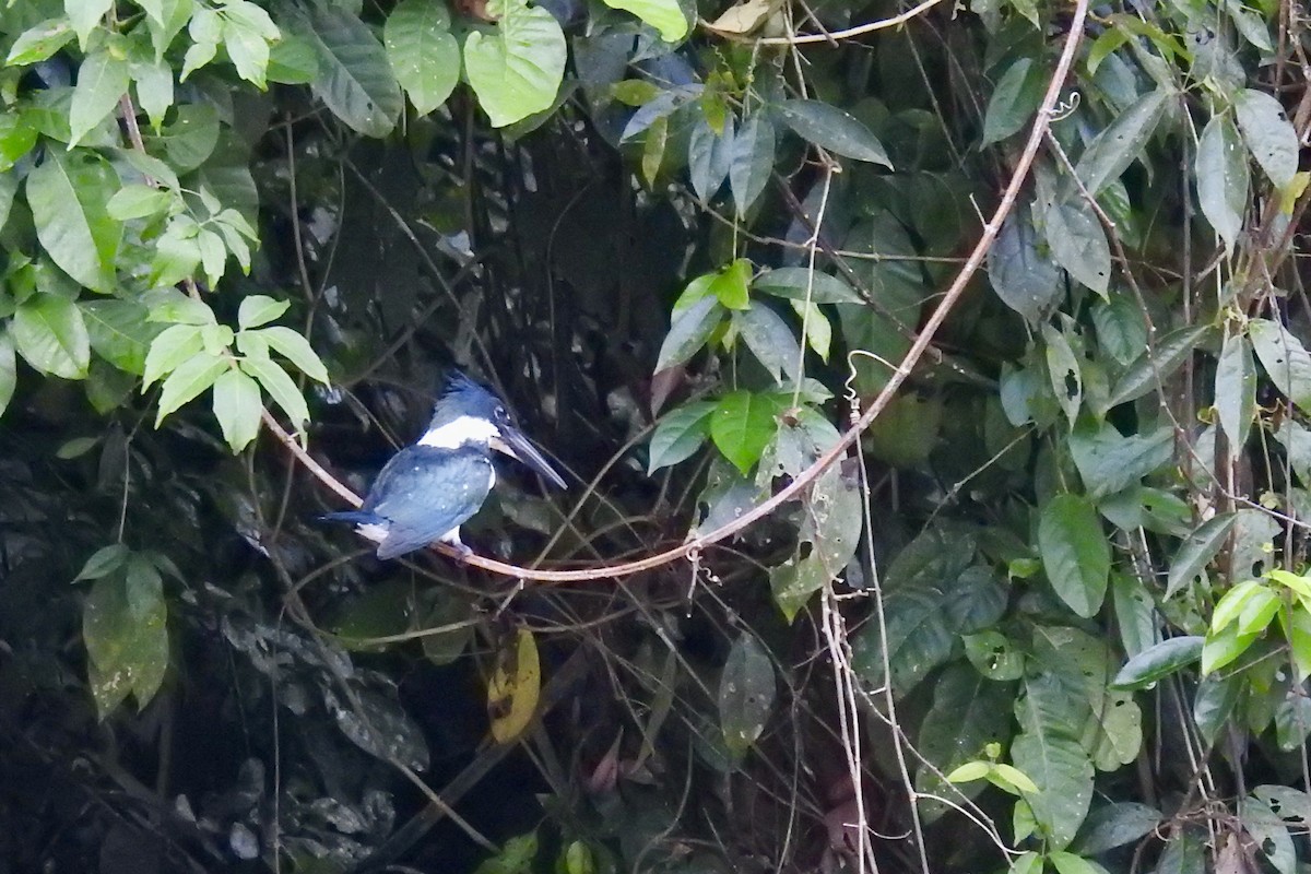 Amazon Kingfisher - ML646494224