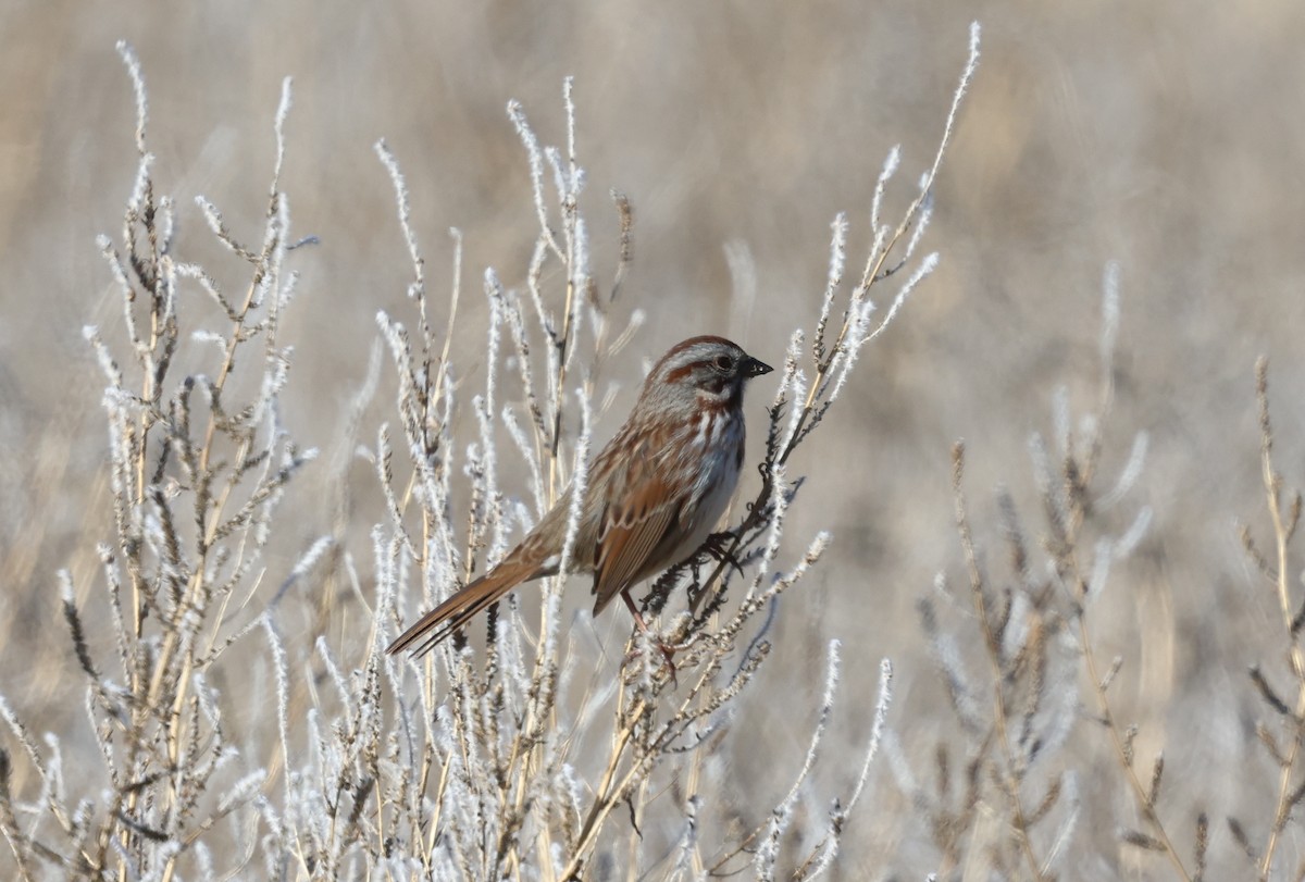 Song Sparrow - ML646494225