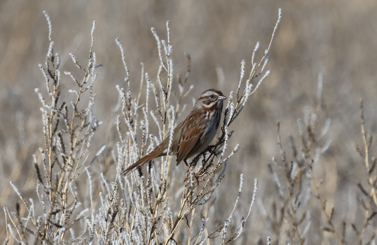 Song Sparrow - ML646494226