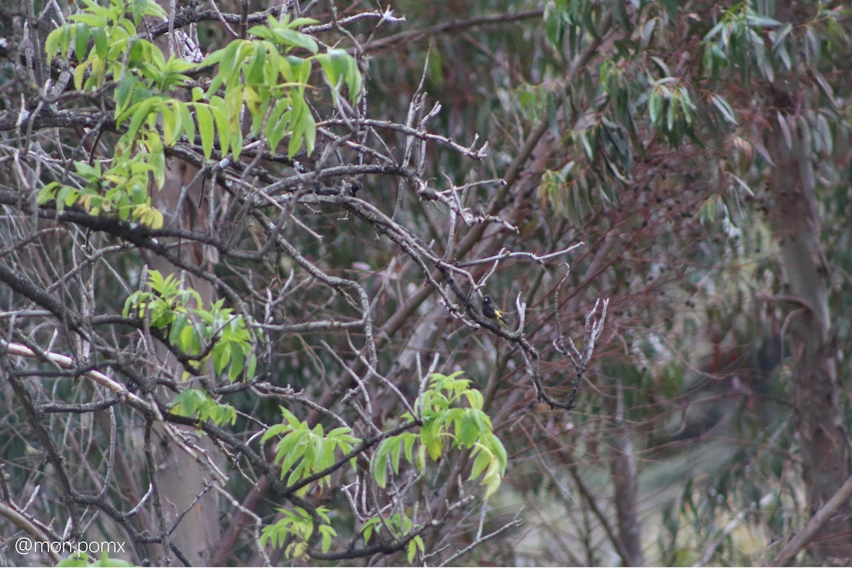 Black Siskin - ML646494227