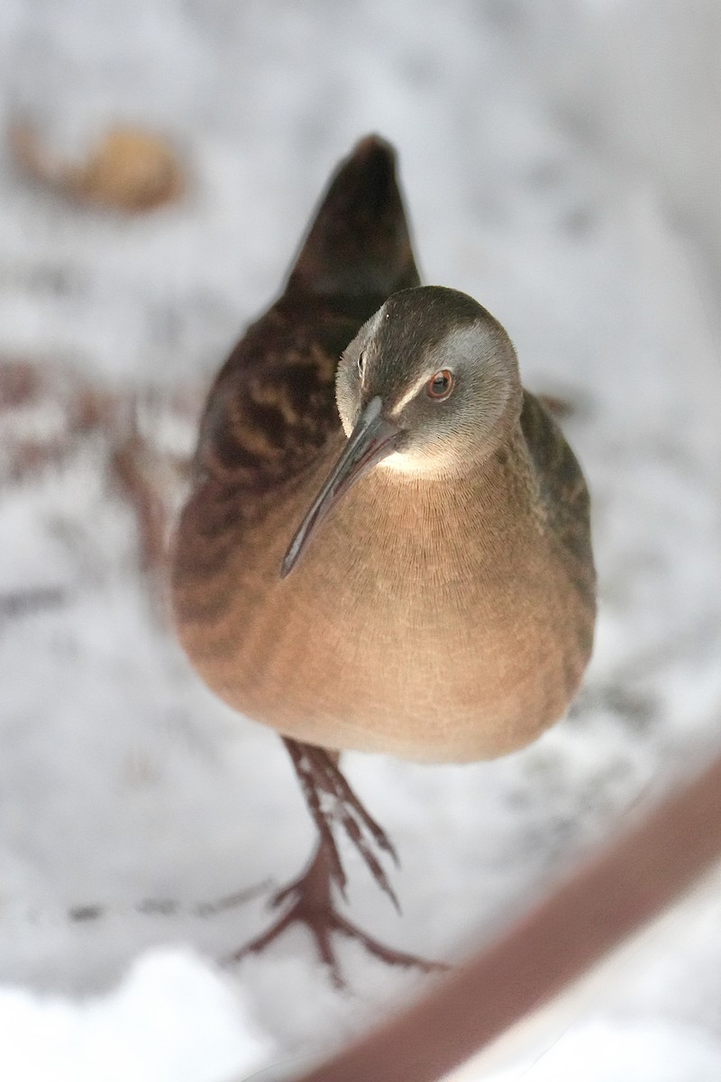 Virginia Rail - ML646494229