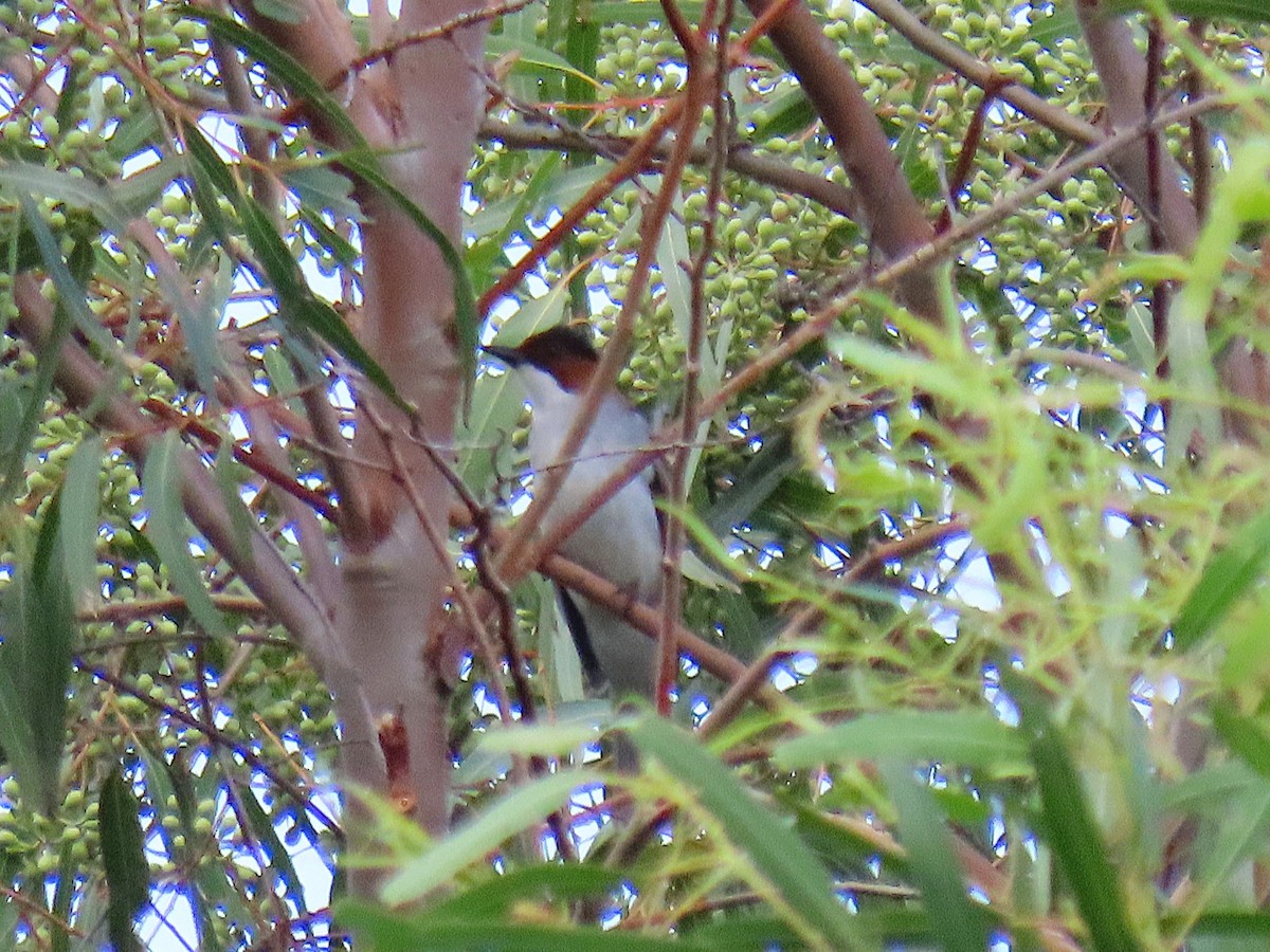 Chestnut Bulbul - ML646494230