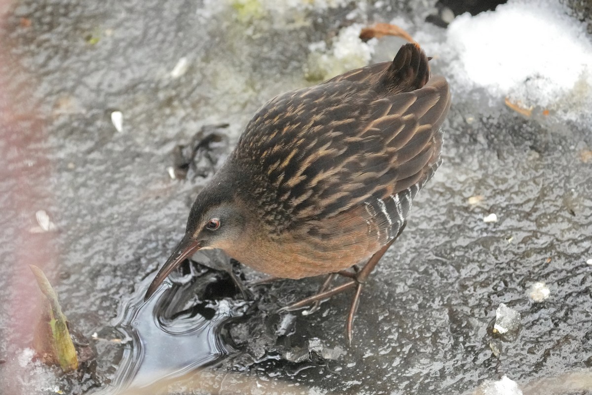 Virginia Rail - ML646494231