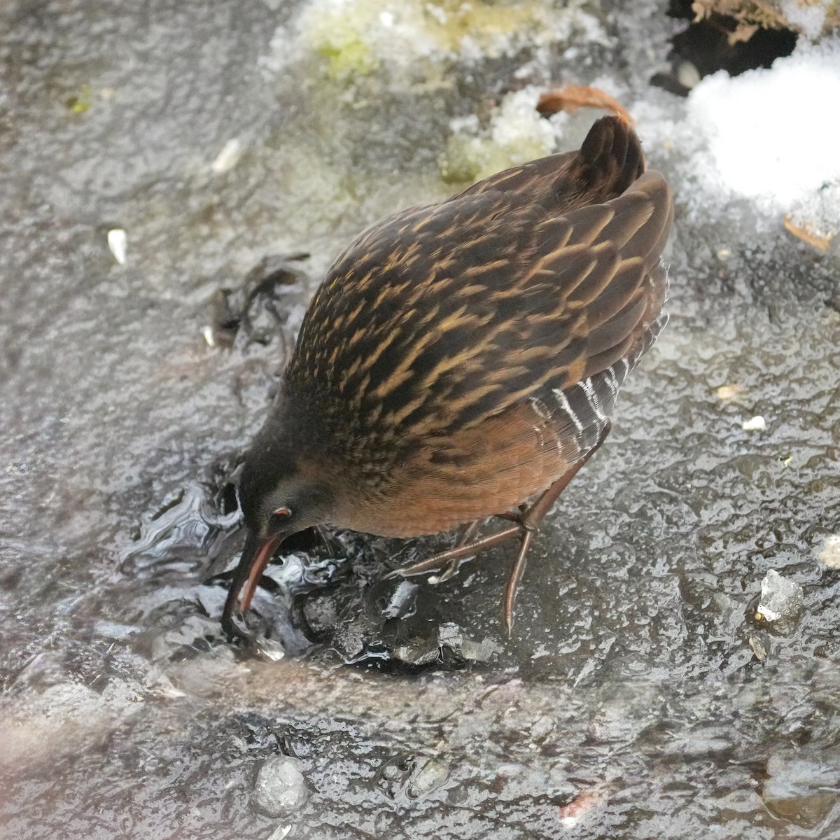 Virginia Rail - ML646494232