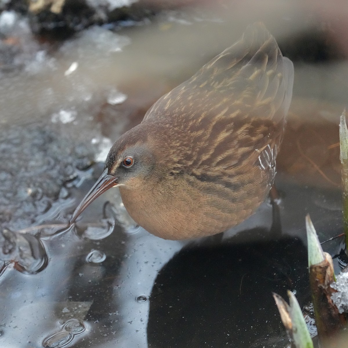 Virginia Rail - ML646494233