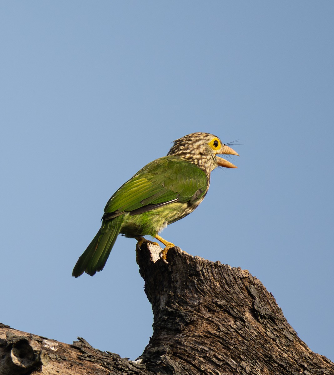 Lineated Barbet - ML646494234