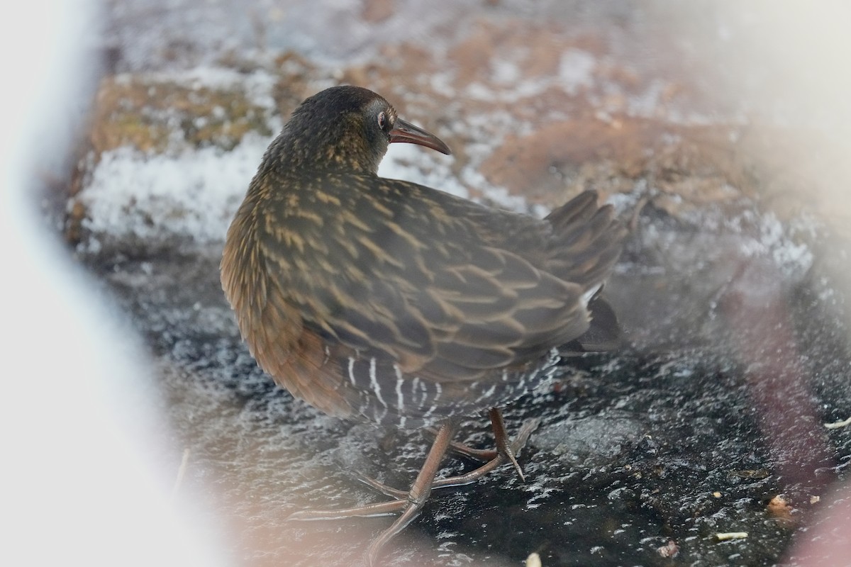 Virginia Rail - ML646494235