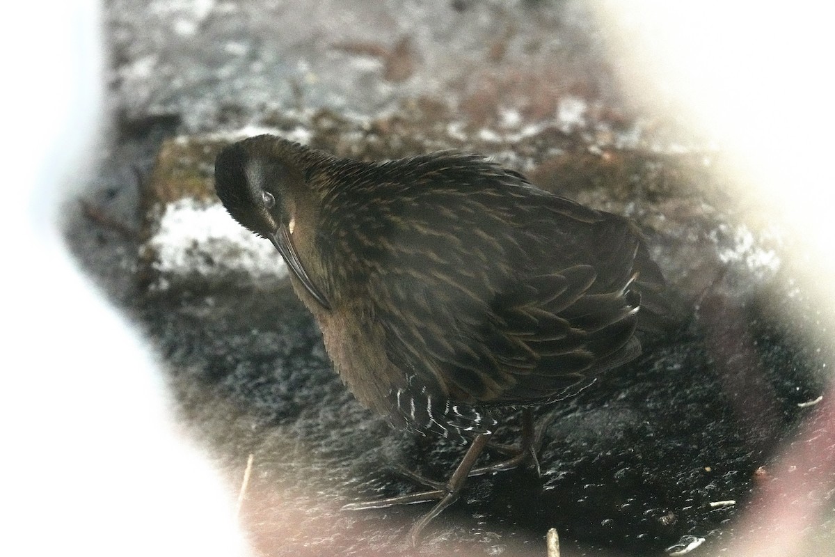 Virginia Rail - ML646494236