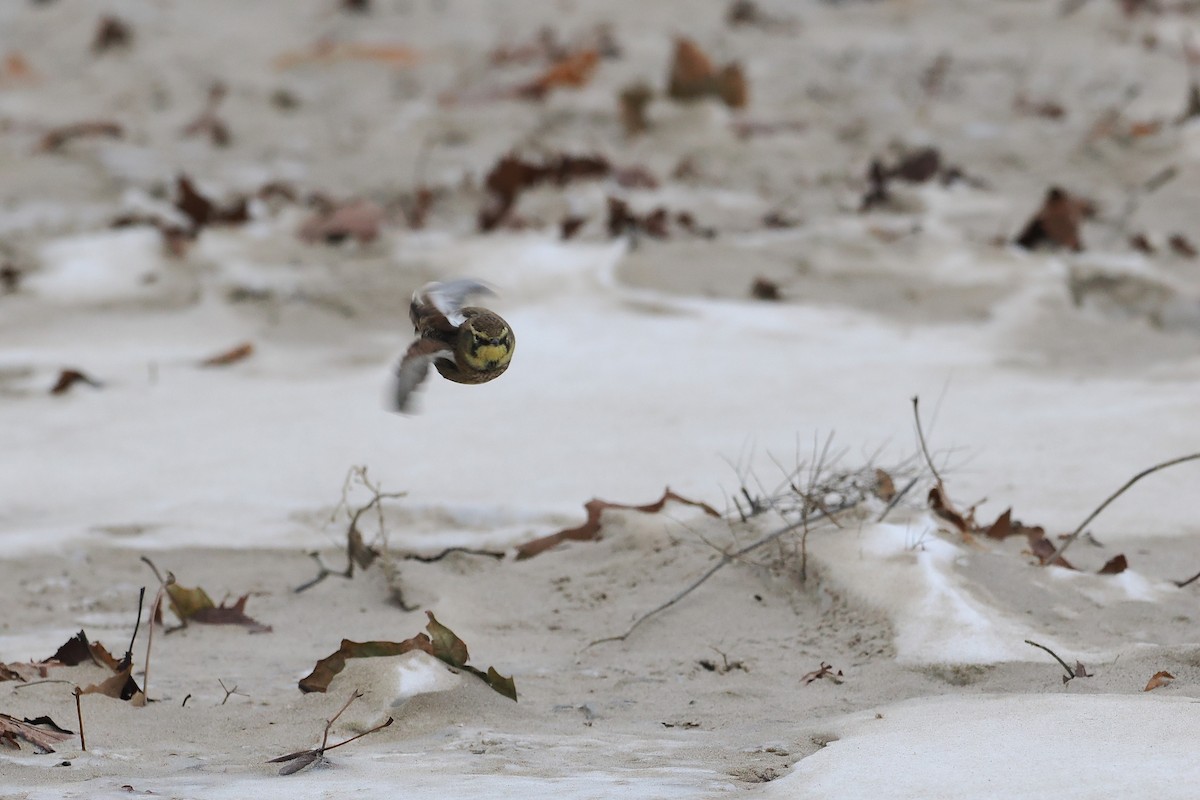 Horned Lark - ML646494238