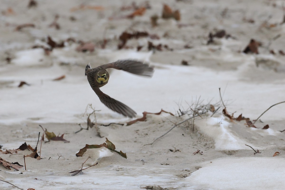 Horned Lark - ML646494239