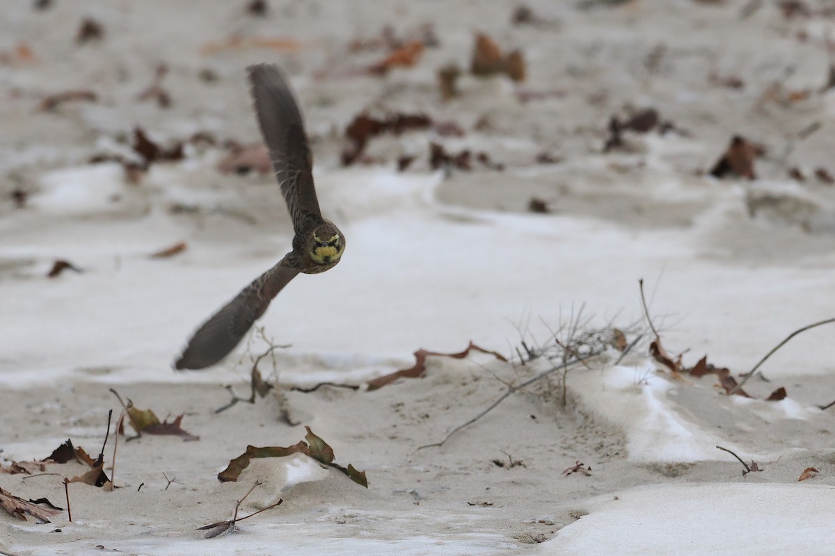 Horned Lark - ML646494240