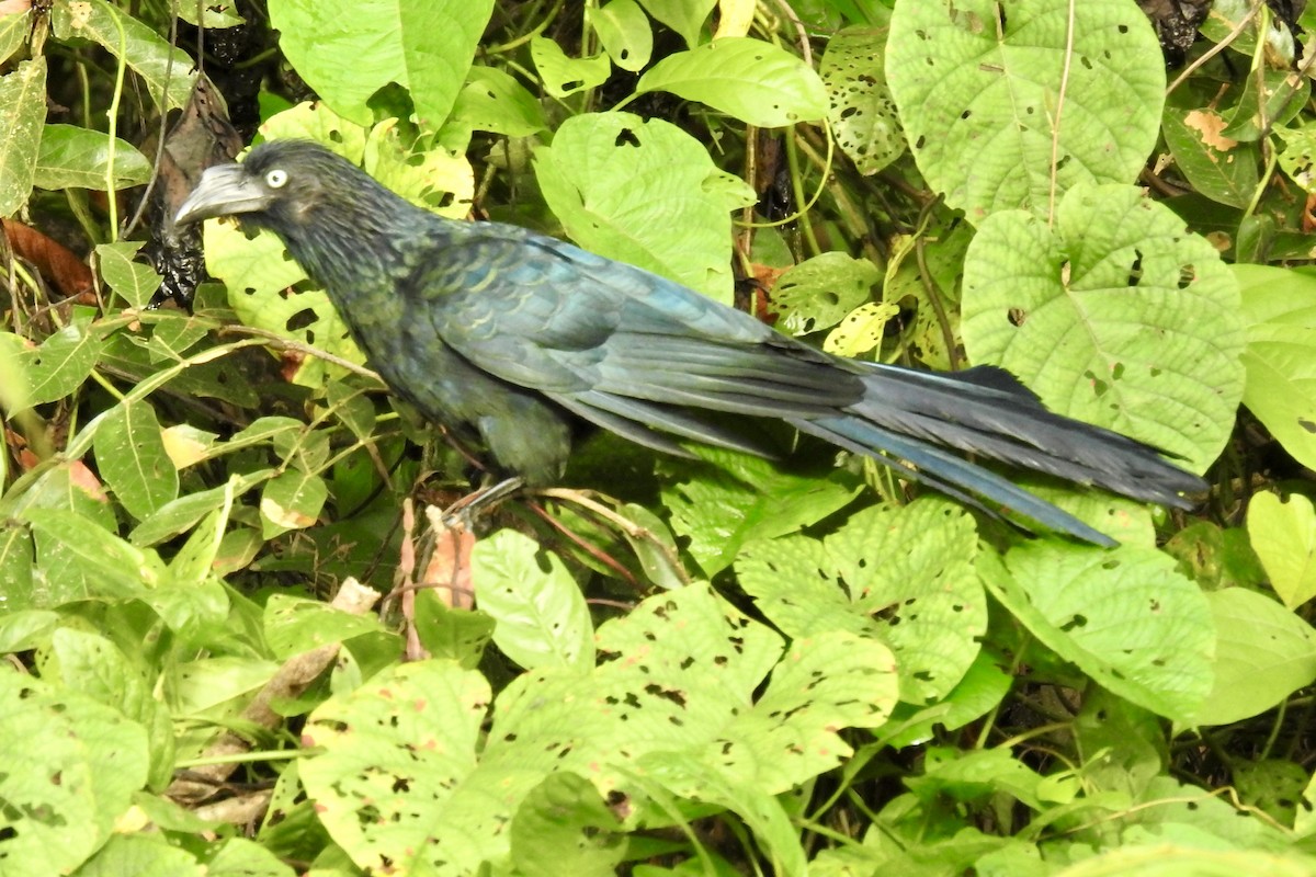 Greater Ani - ML646494241