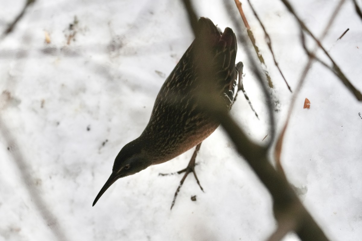 Virginia Rail - ML646494243