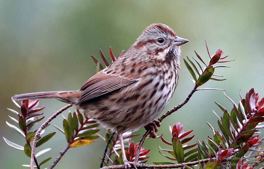 strnadec zpěvný - ML646494244