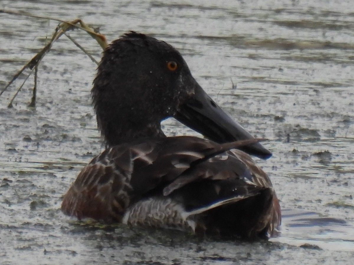 skjeand - ML646494245