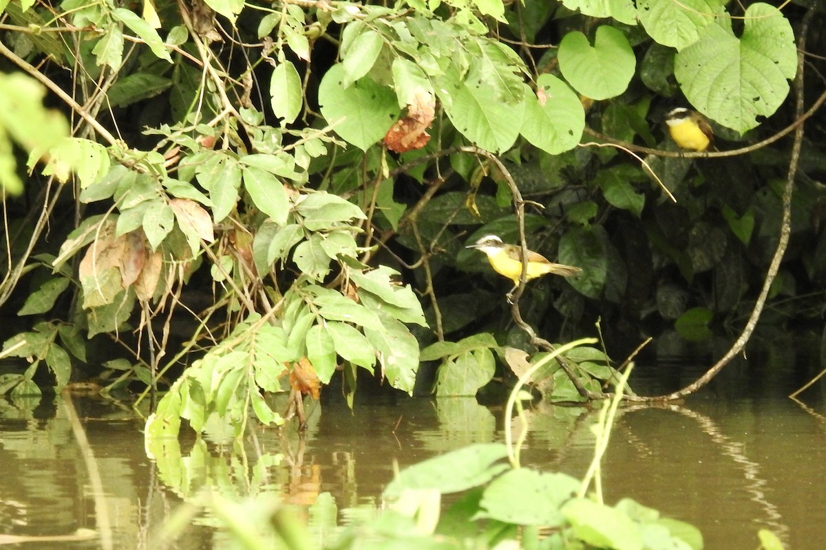 Lesser Kiskadee - ML646494246