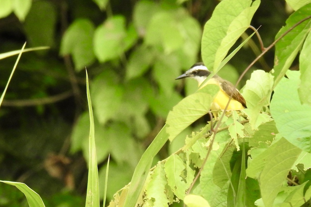 Lesser Kiskadee - ML646494247