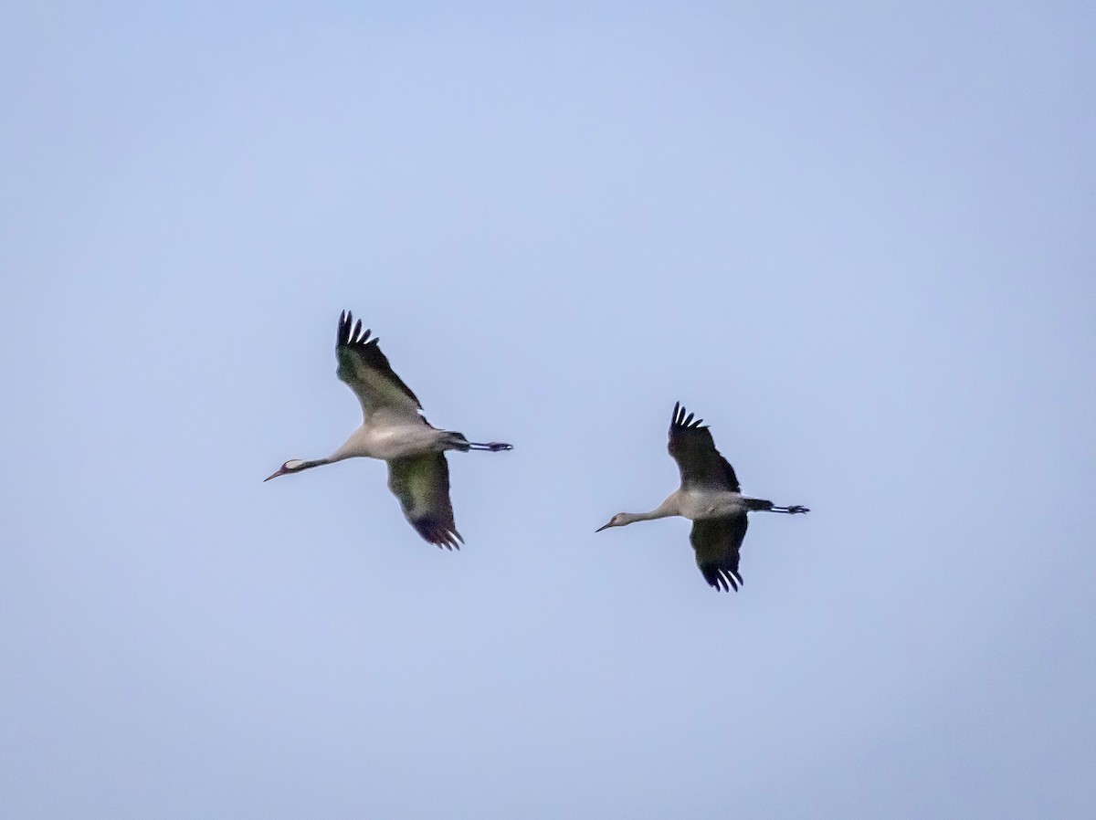 灰鶴 - ML646494249