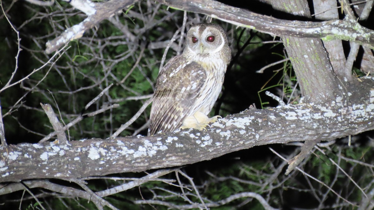 puštík proměnlivý - ML646494250