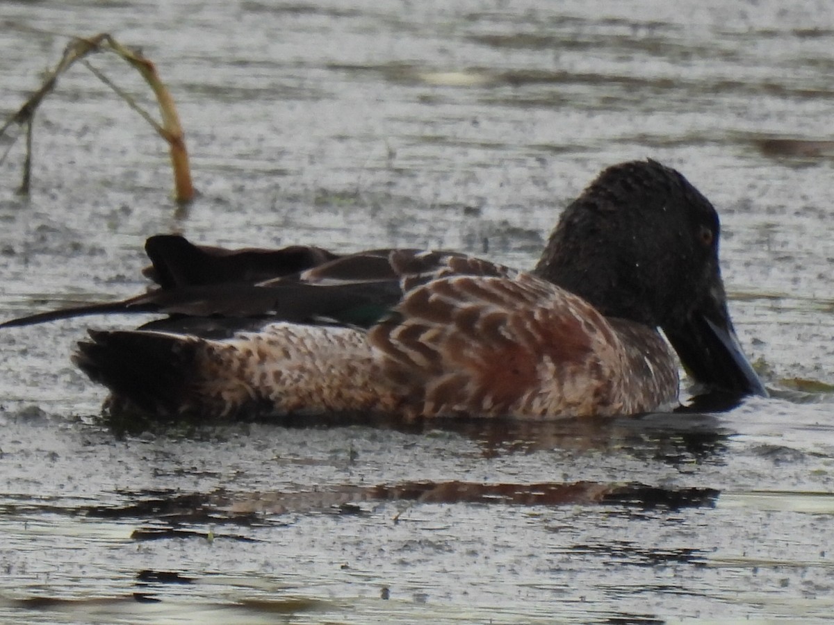 skjeand - ML646494251