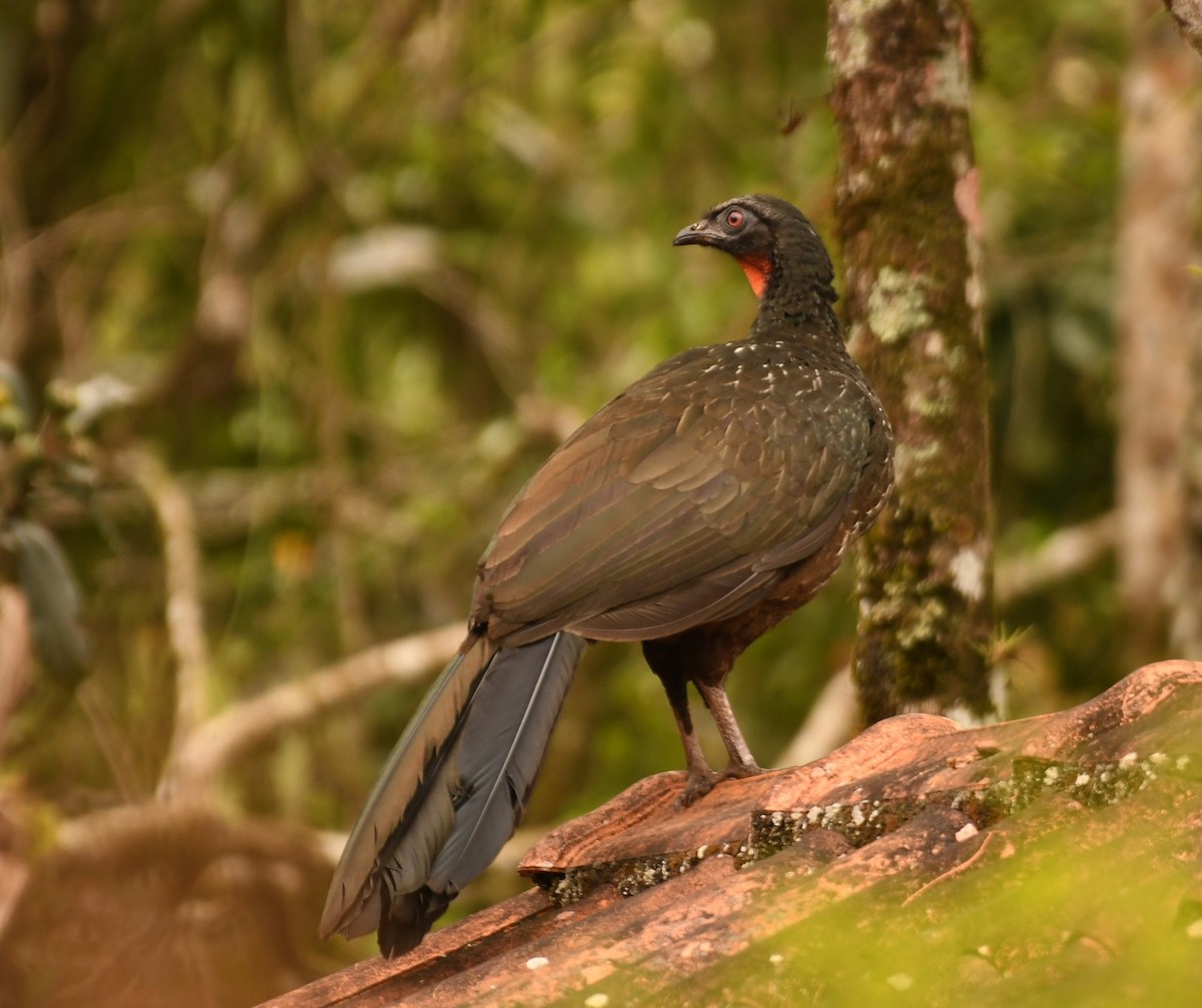 guan tmavonohý - ML646494255