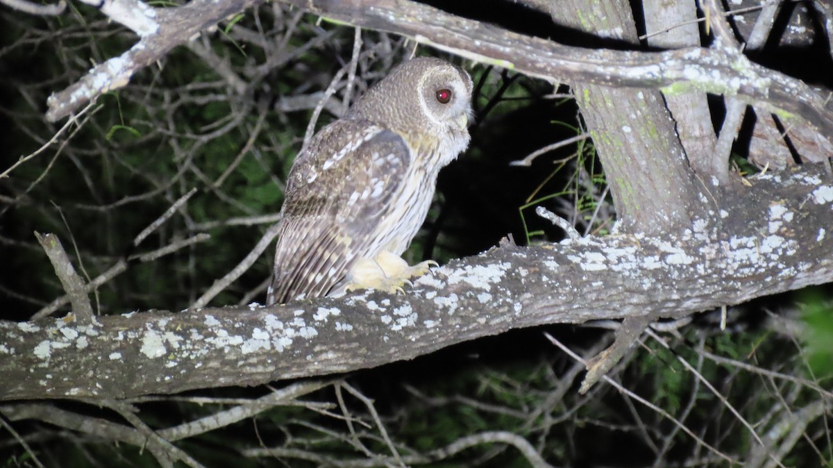 puštík proměnlivý - ML646494256