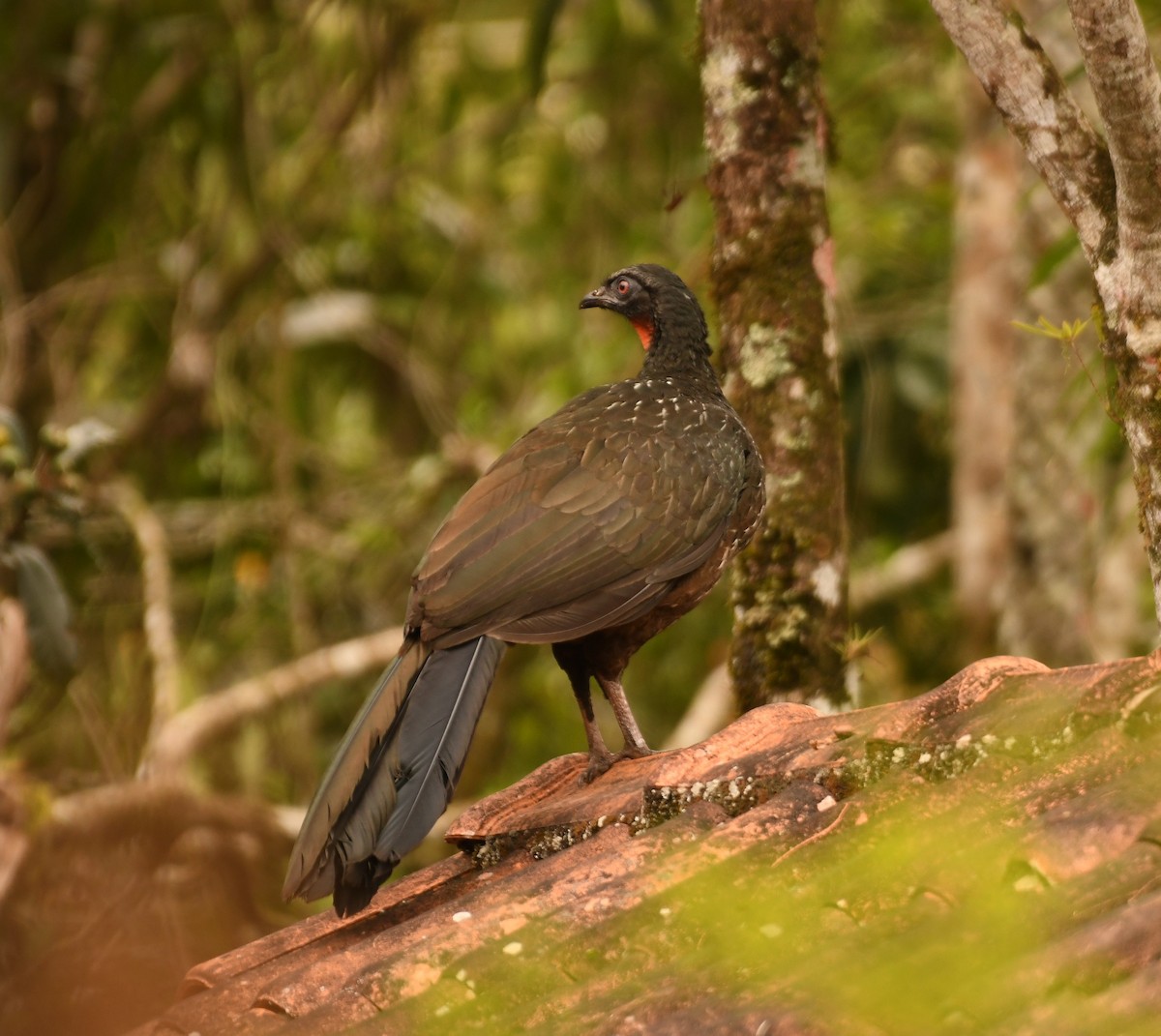 guan tmavonohý - ML646494257