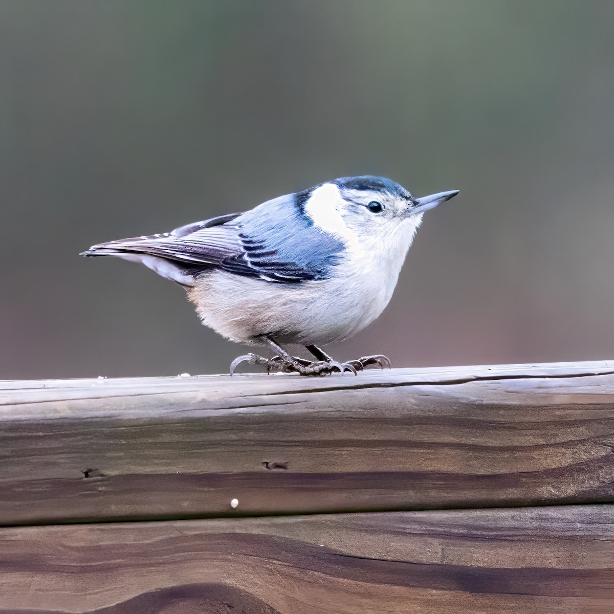 brhlík běloprsý - ML646494259