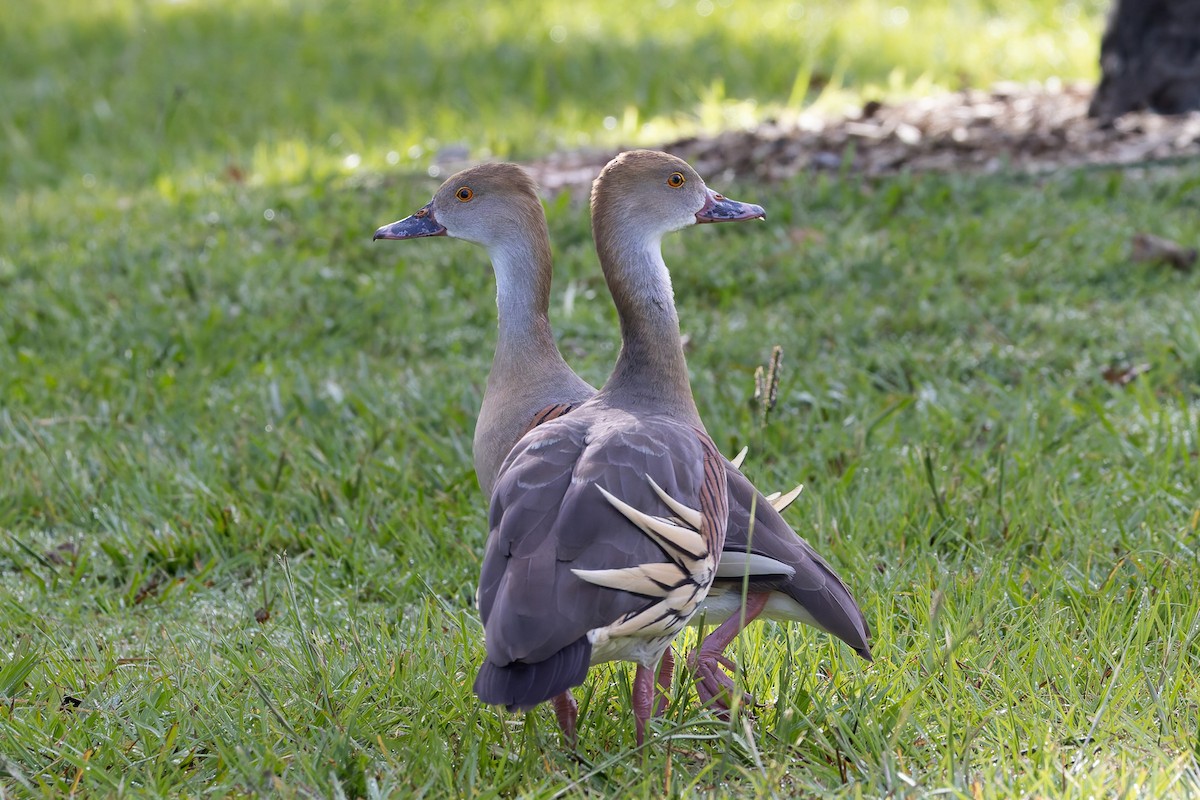 Plumed Whistling-Duck - ML646494260