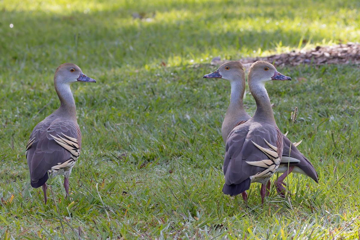 Plumed Whistling-Duck - ML646494261