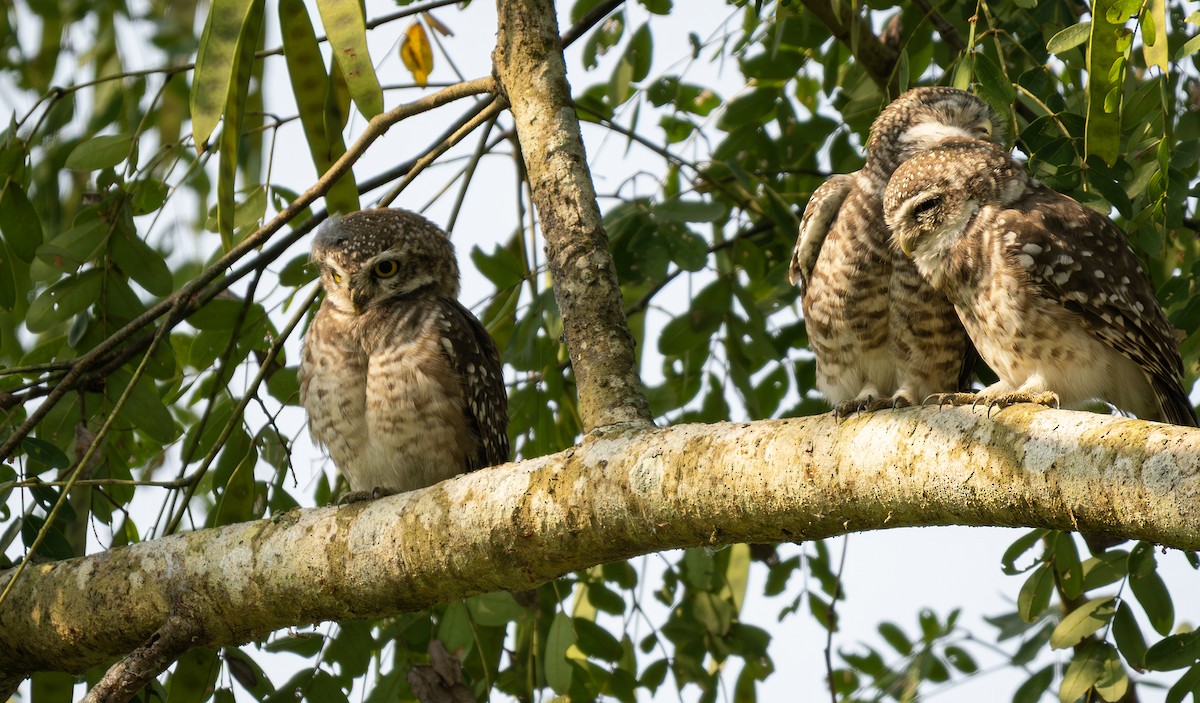 Spotted Owlet - ML646494262