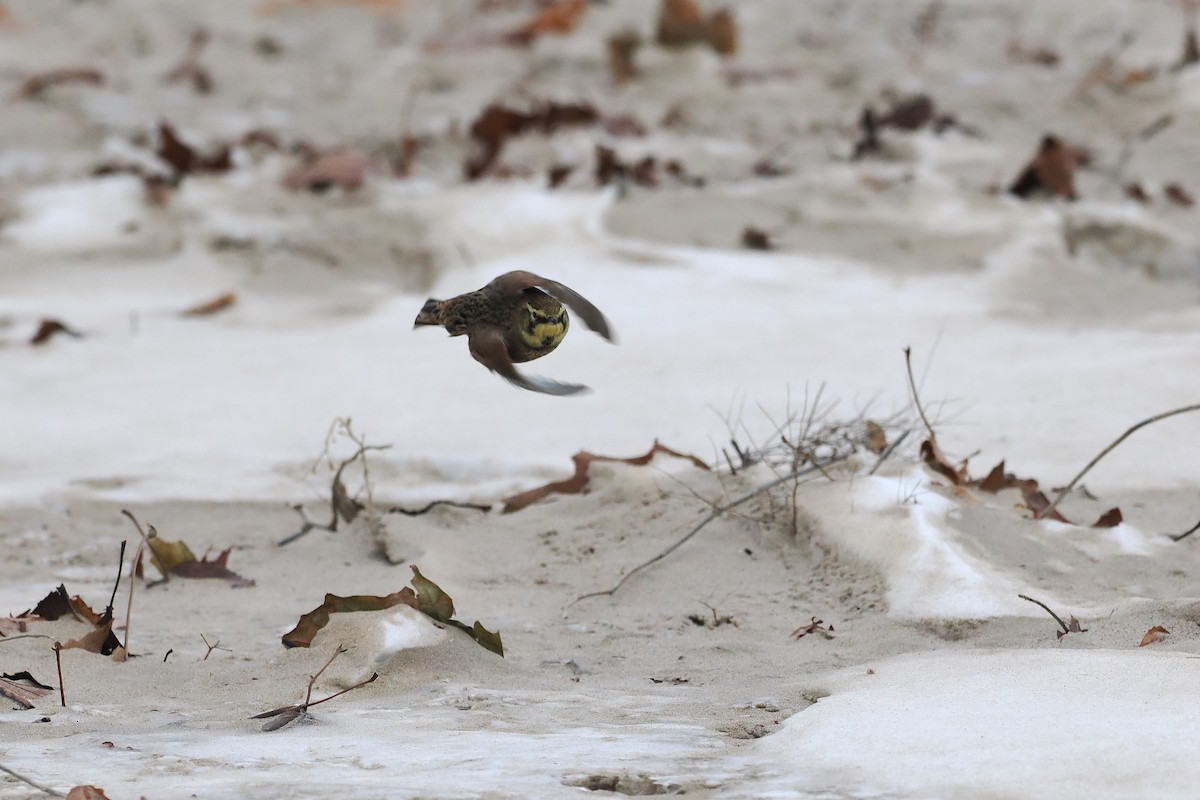 Horned Lark - ML646494263