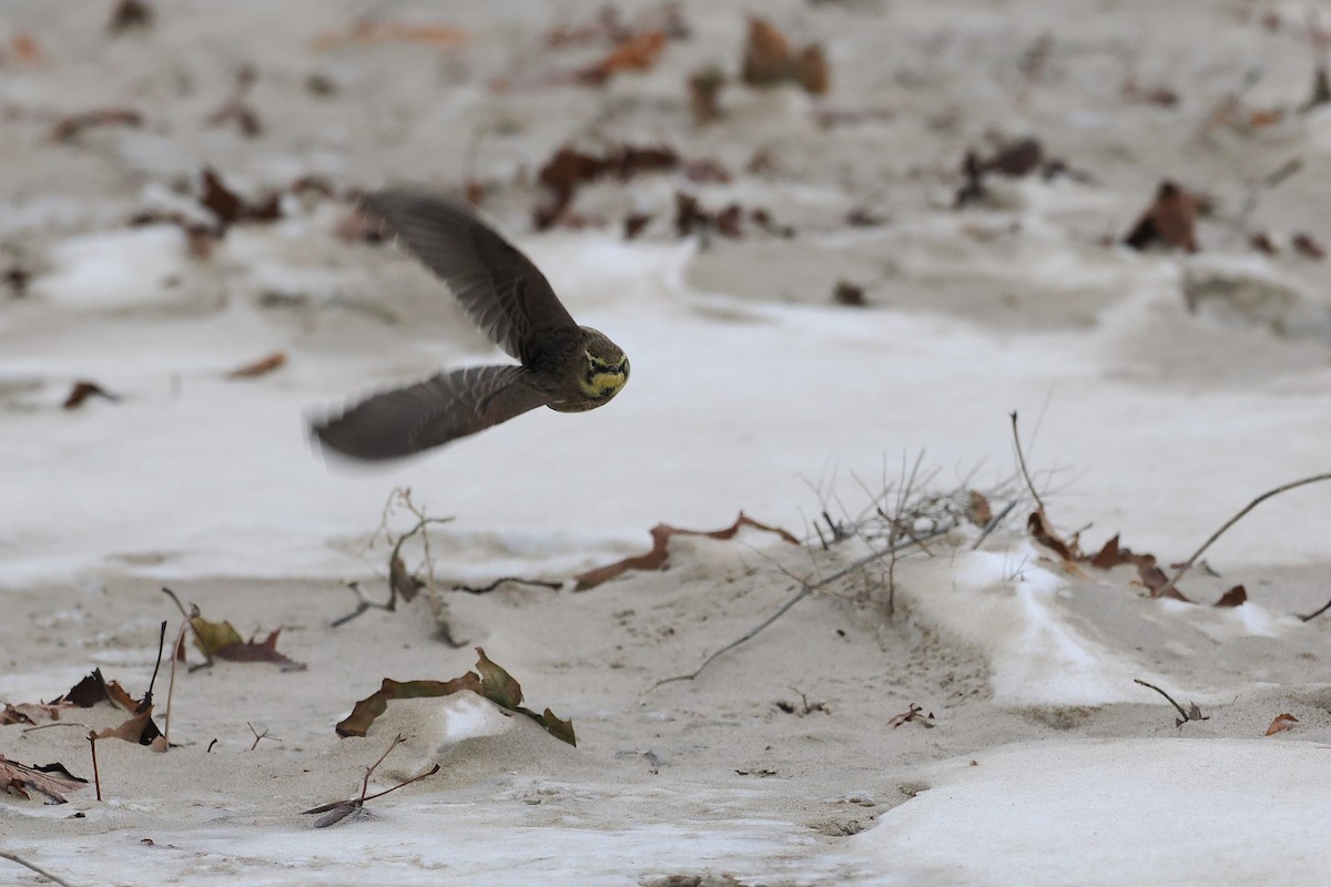 Horned Lark - ML646494264