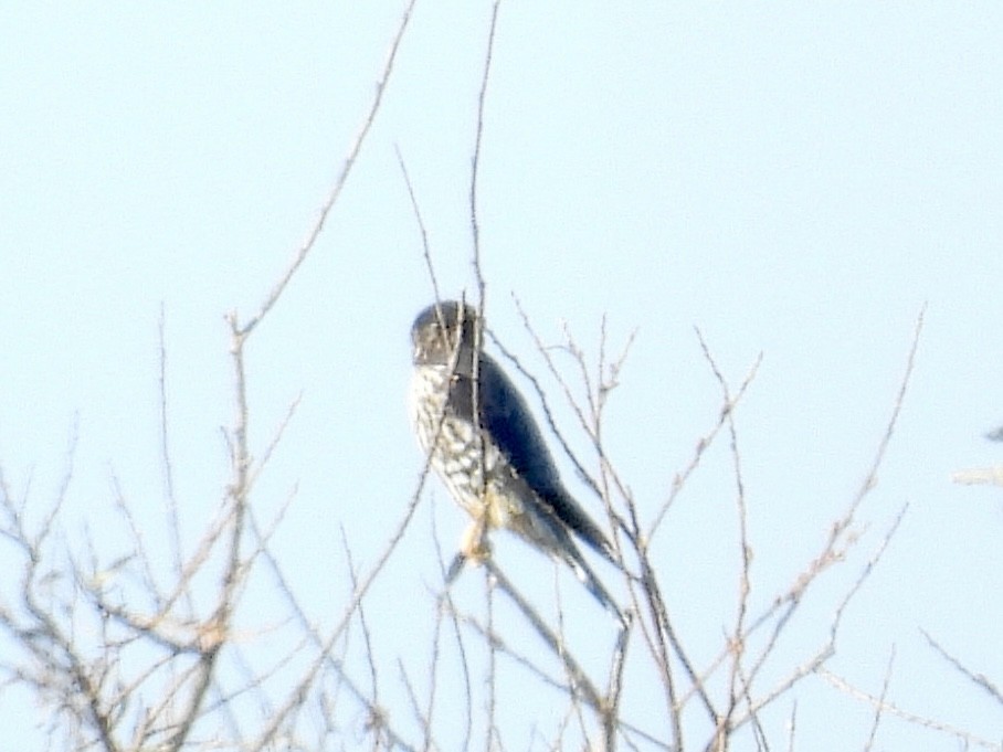 Merlin - ML646494268