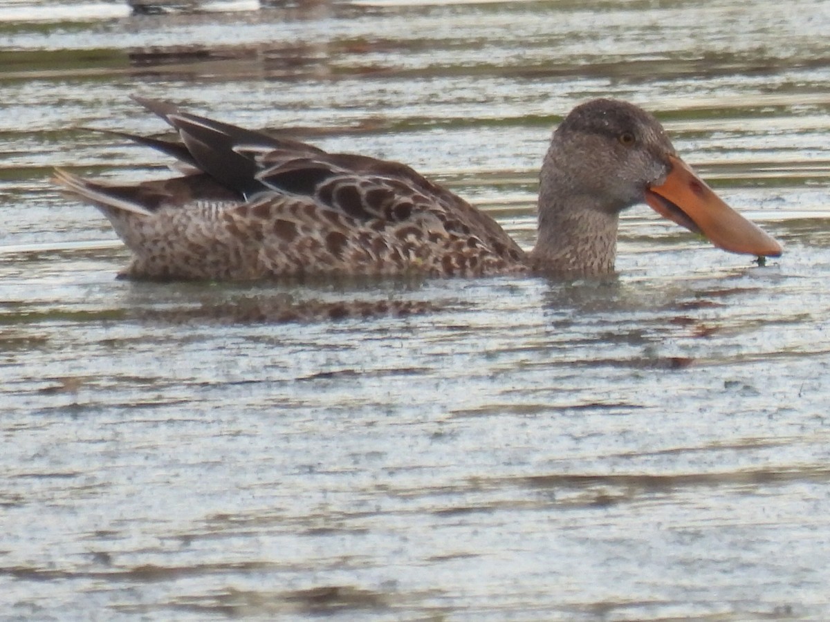 skjeand - ML646494269